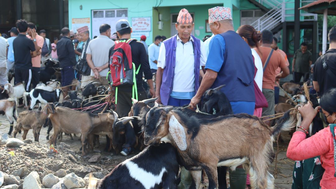 चाडपर्व नजिकिएसँगै कृषि बजारमा चहलपहल