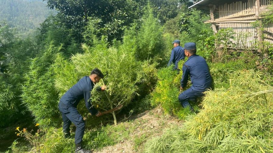 अबैध गाँजा खेती फडानी गरी नष्ट