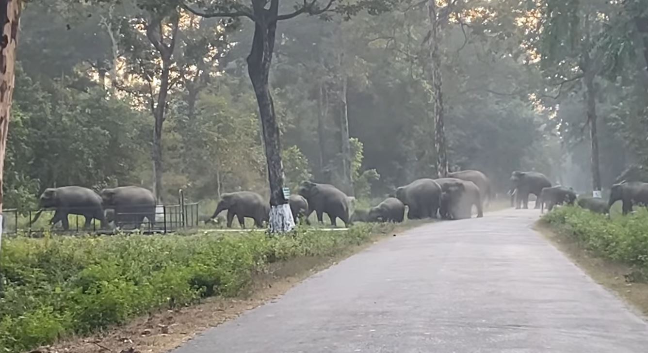 कचनकवलमा हात्तीबाट जोगिन बसाइ सर्ने बढे